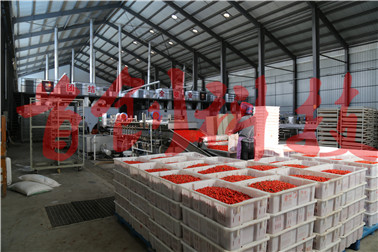 1502850524622239.jpg 枸杞生產(chǎn)車間2.jpg