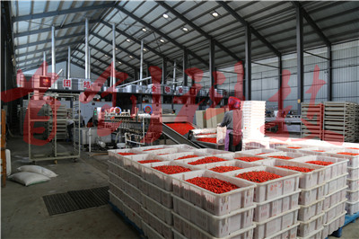 1545724417379351.jpg 枸杞生產(chǎn)車間2.jpg