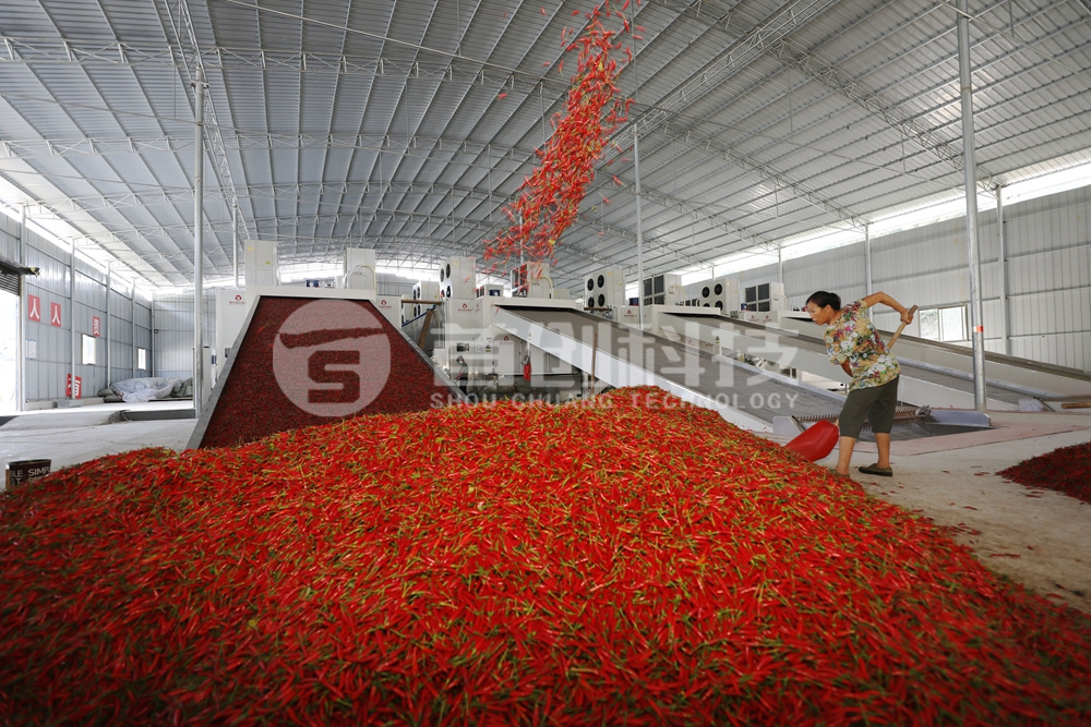 一臺(tái)網(wǎng)帶式辣椒烘干設(shè)備多少錢？.jpg